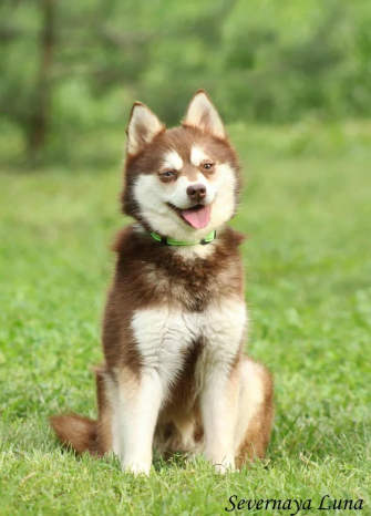 Klee Kai