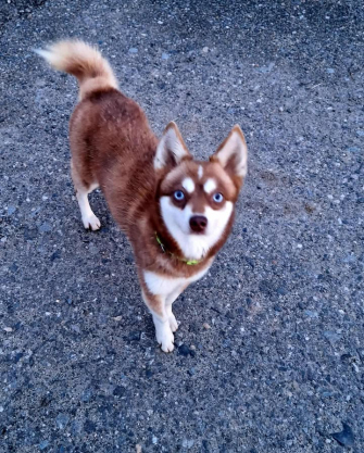 Klee Kai