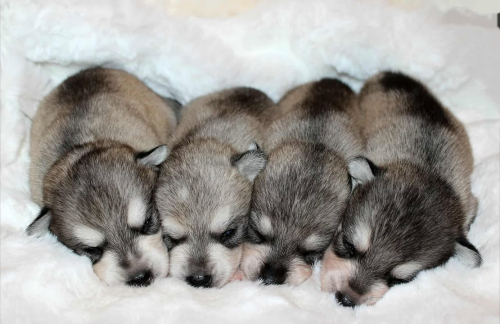 Klee Kai puppies
